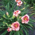 Viendienė  (lot.Hemerocallis )  Lies and Lipstick