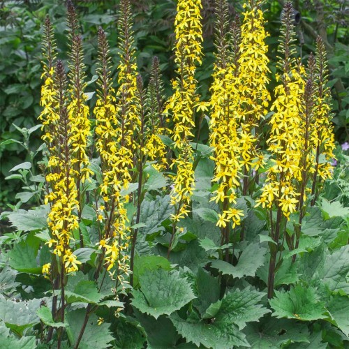 Gaurė (lot. Ligularia stenocephala ) Little Rocket
