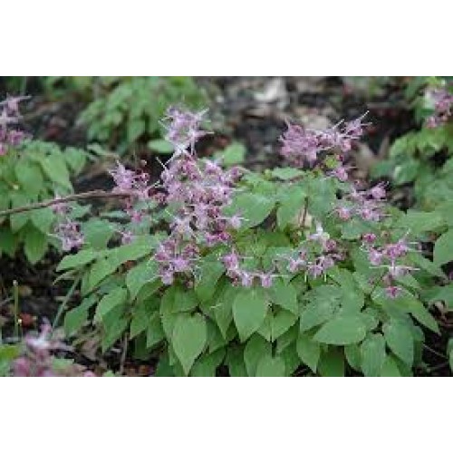 Epimedis  (lot. Epimedium grandiflorum) Lilafee