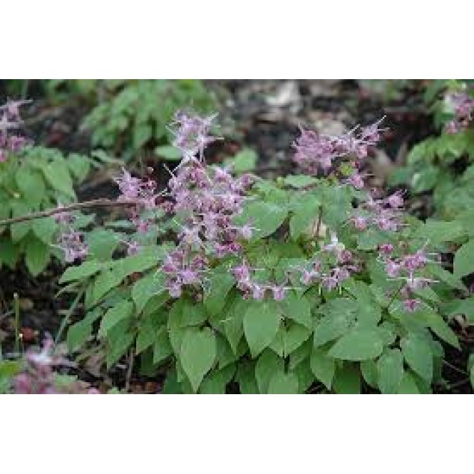 Epimedis  (lot. Epimedium grandiflorum) Lilafee