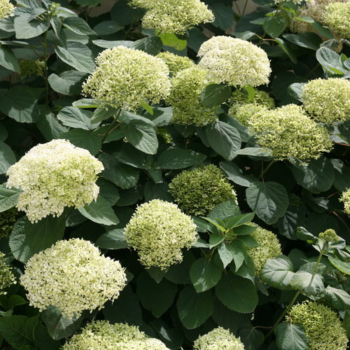 Hortenzija šviesioji (Hydrangea arborescens)  Lime Rickey