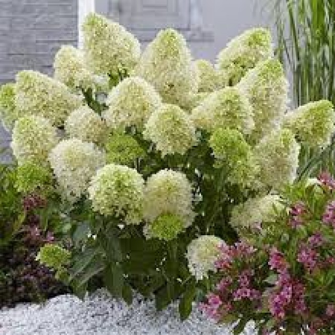 Hortenzija šluotelinė ( lot. Hydrangea paniculata) Magical Lime Sparkle