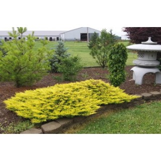 Kadagys gulsčiasis( lot. Juniperus horizontalis)  Limeglow