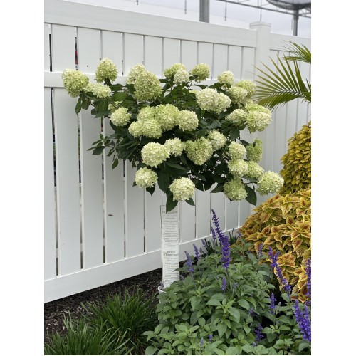 Hortenzija šluotelinė ant koto ( lot. Hydrangea paniculata) Limelight