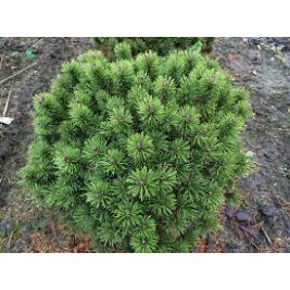 Pušis kalninė ( lot. Pinus mugo ) Litomysl