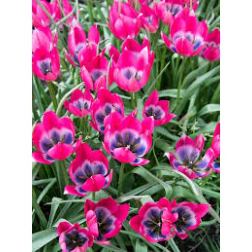 Tulpės botaninės Little Beauty, 10  vnt