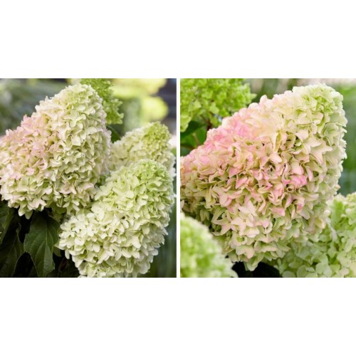 Hortenzija šluotelinė ( lot. Hydrangea paniculata) Little Fresco