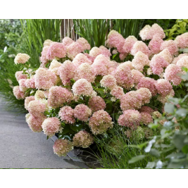 Hortenzija šluotelinė ( lot. Hydrangea paniculata) Living Little Love