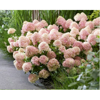 Hortenzija šluotelinė ( lot. Hydrangea paniculata) Living Little Love