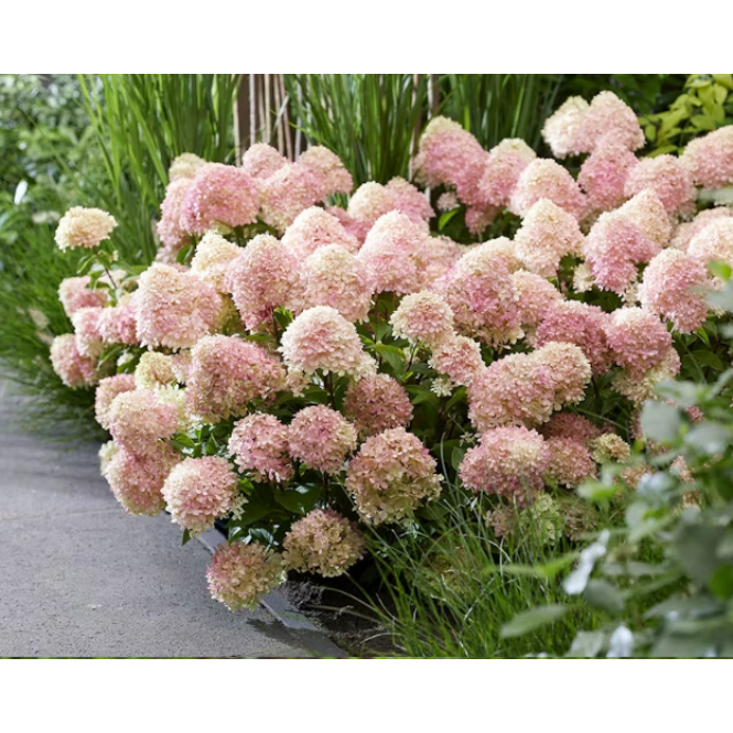 Hortenzija šluotelinė ( lot. Hydrangea paniculata) Living Little Love Hortenzija šluotelinė ( lot. Hydrangea paniculata) Living Little Love