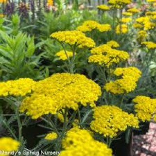 Kraujažolė paprastoji (lot. Achillea millefolium) Little Moonshine