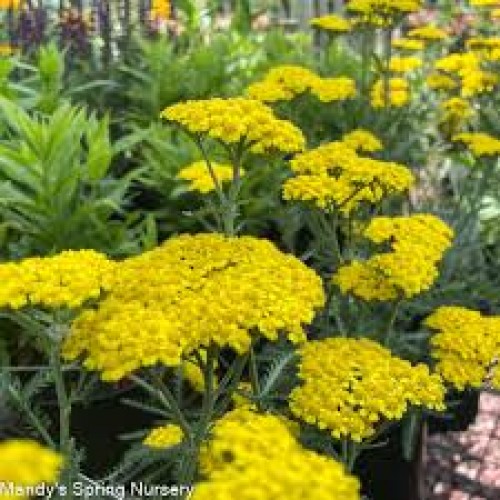 Kraujažolė paprastoji (lot. Achillea millefolium) Little Moonshine