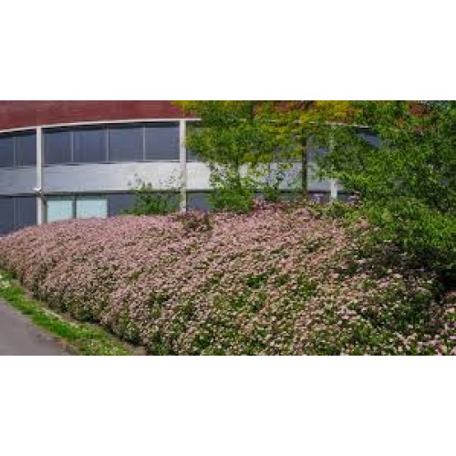 Lanksva japoninė ( lot. Spiraea japonica) Little Princess