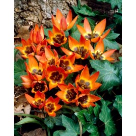 Tulpės  botaninės Little Princess 500 vnt  Tulpės  botaninės Little Princess 500 vnt