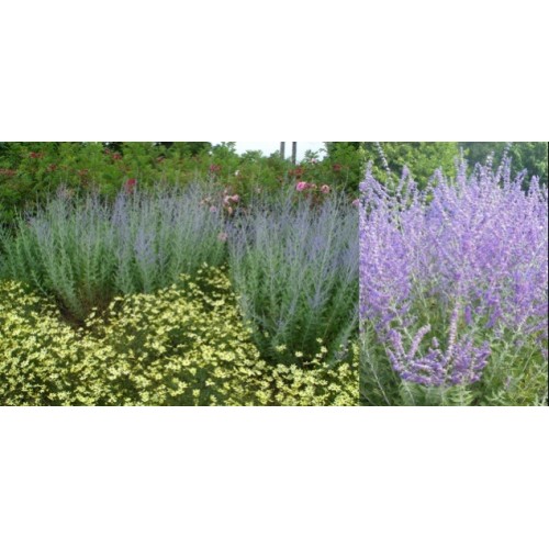 Mėlesas ( lot. Perovskia atriplicifolia ) Little  Spire