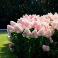 Hortenzija šluotelinė ( lot. Hydrangea paniculata) Living Pink and Rose