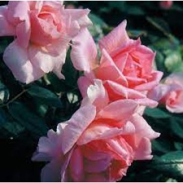 Rožė ( lot. Rosa ) Lambert Closse