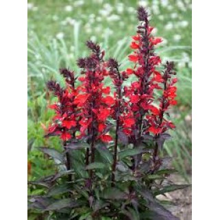Lobelija (lot. Lobelia speciosa) Starshop Scarlet