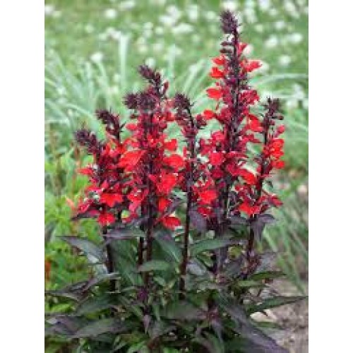 Lobelija (lot. Lobelia speciosa) Starshop Scarlet