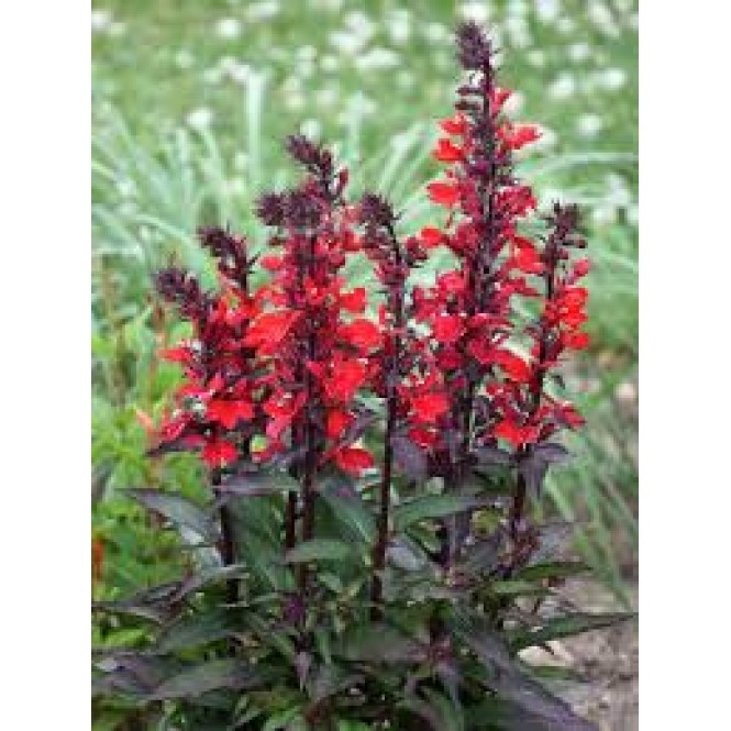Lobelija (lot. Lobelia speciosa) Starshop Scarlet