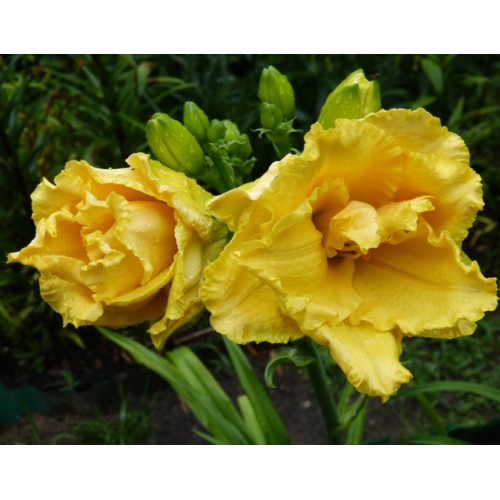 Viendienė  (lot.Hemerocallis ) Longfields Forever Jung