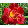 Viendienė  (lot.Hemerocallis )  Highland Lord
