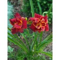 Viendienė  (lot.Hemerocallis )  Highland Lord
