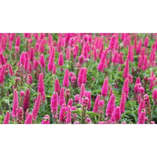 Veronika ilgalapė  (lot. Veronica longifolia)  First Love