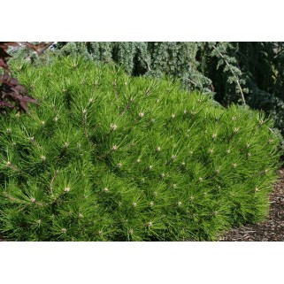 Pušis gausiažiedė ( lot. Pinus densiflora )  Low Glow