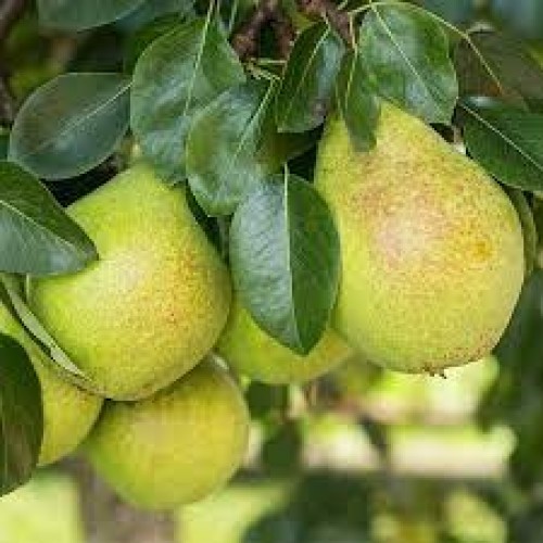Kriaušė rudeninė ( lot.Pyrus communis) Aleksandr Lucas
