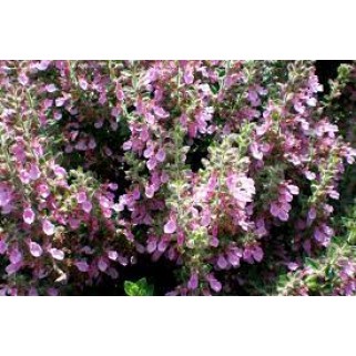 Berutis blizgantysis( lot. Teucrium  lucidrys )