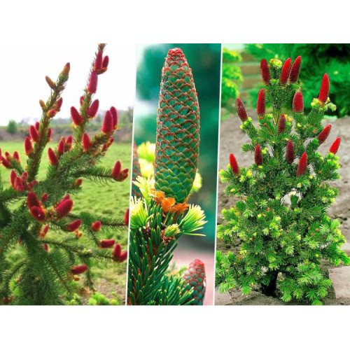 Eglė dygioji (Picea pungens) Lucky Strike