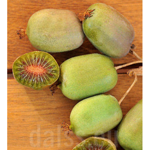 Aktinidija smailialapė ( lot. Actinidia arguta) Lucy (moteriška)