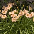 Viendienė  (lot.Hemerocallis )  Lullaby baby