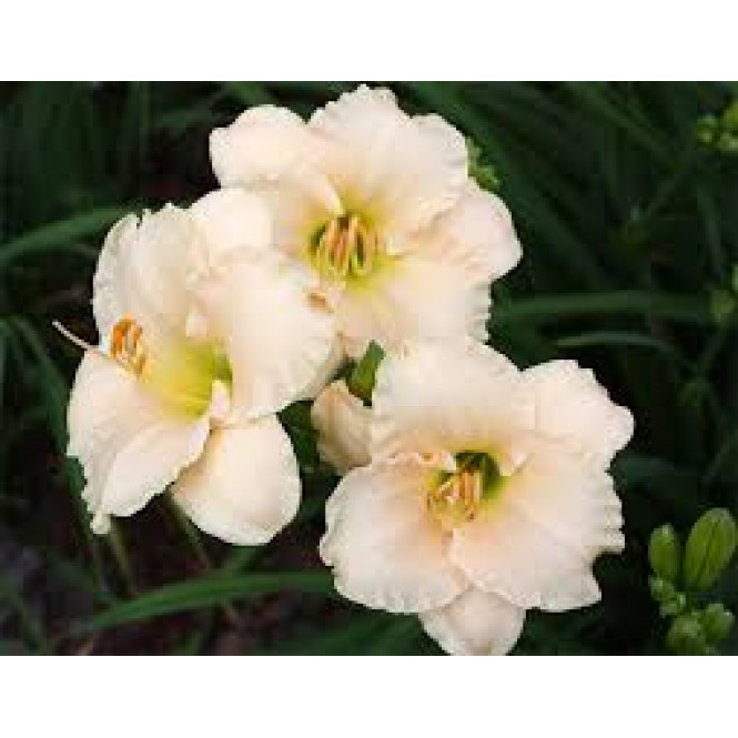 Viendienė  (lot.Hemerocallis )  Lullaby baby