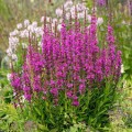 Raudoklė (lot. Lythrum virgatum  ) Luminara Hot Pink