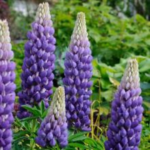 Lubinas (lot. lupinus ) Governor