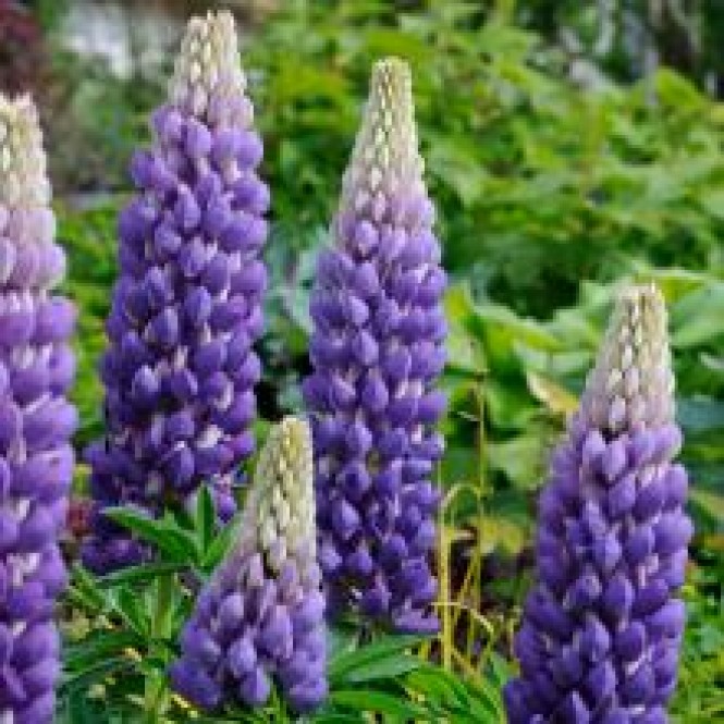 Lubinas (lot. lupinus ) Governor Lubinas (lot. lupinus ) Governor