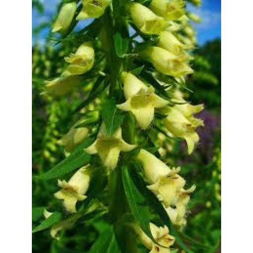 Rusmenė gelsvoji ( lot. digitalis lutea)