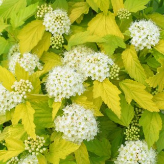 Pūslenis putinalapis ( lot.Physocarpus opulifolius ) Luteus