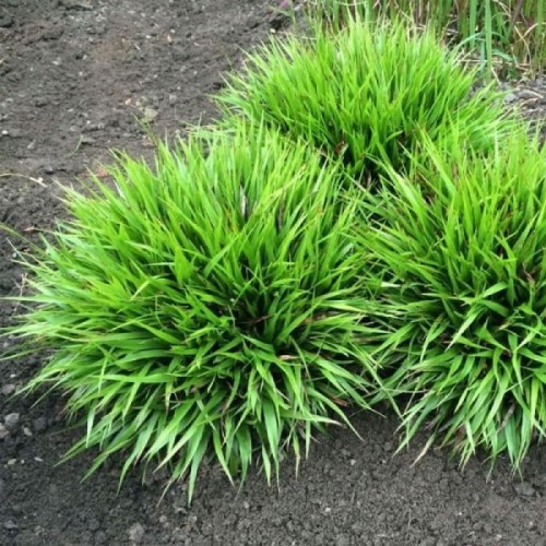 Kiskiagrikis ( lot. Luzula) Igel