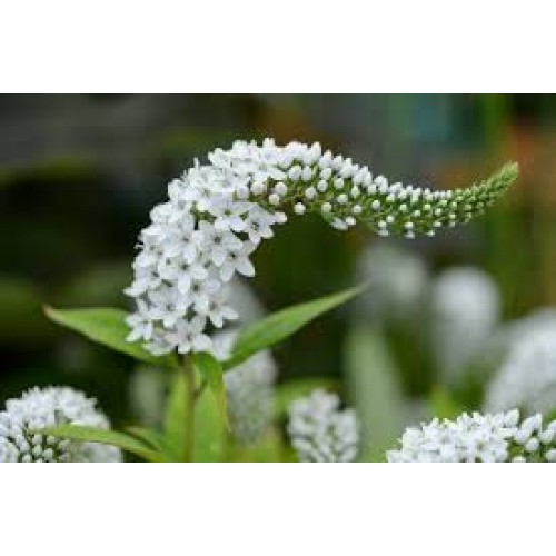 Šilingė ančiasnapė (lot. Lysimachia clethroides) 