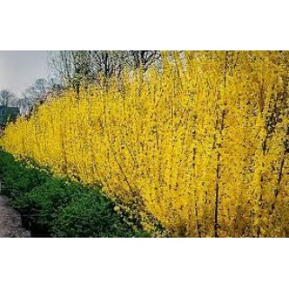 Forsitija tarpinė ( lot. Forsythia intermedija) Lynwood