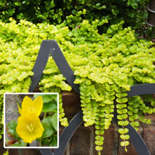 Šilingė šliaužiančioji (lot. Lysimachia nummularia) Goldilocks