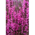 Raudoklė (lot. Lythrum virgatum  ) Luminara Hot Pink