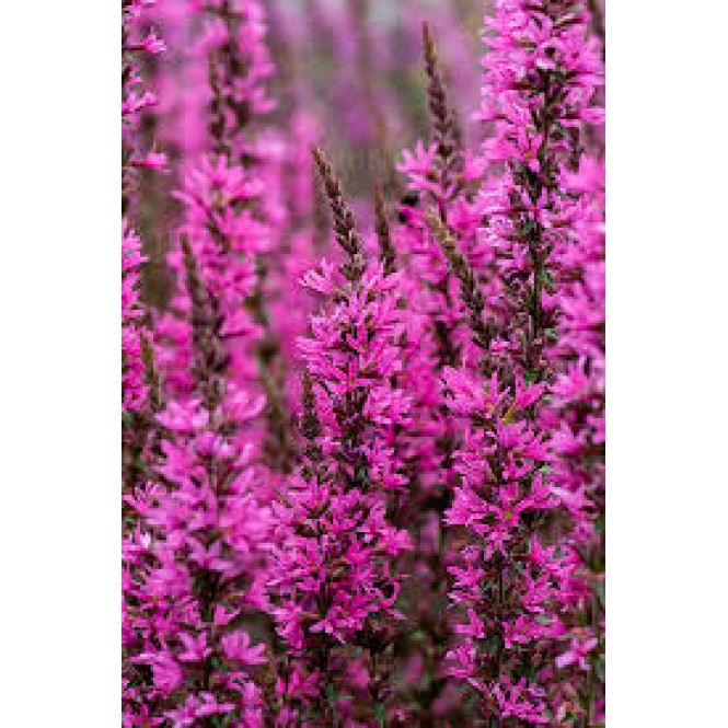 Raudoklė (lot. Lythrum virgatum  ) Luminara Hot Pink