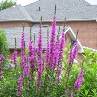 Raudoklė (lot. Lythrum virgatum) Dropmore Purple