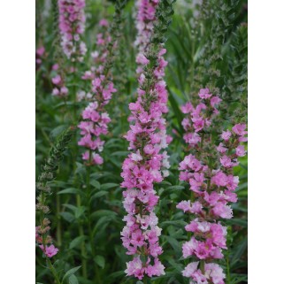 Raudoklė (lot. Lythrum salicaria) Blush