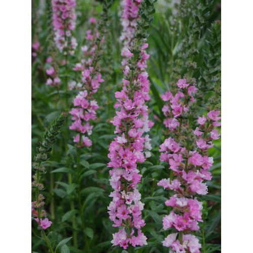 Raudoklė (lot. Lythrum salicaria) Blush