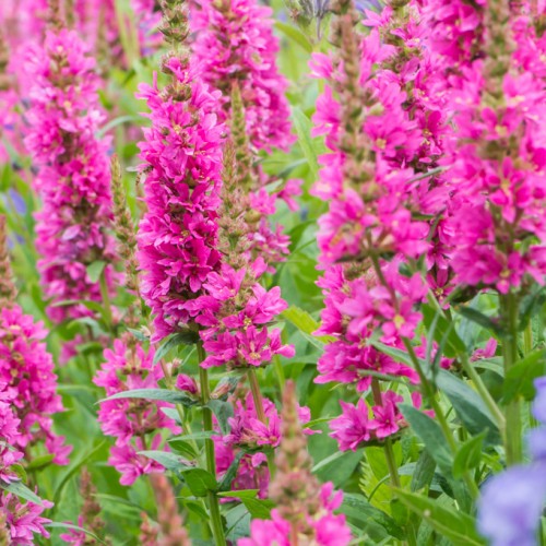 Raudoklė (lot. Lythrum virgatum) Robin